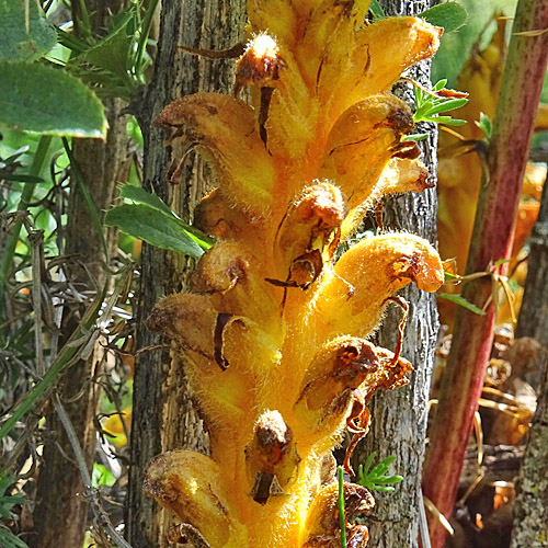 Berberitzen-Würger / Orobanche lucorum