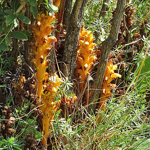 Berberitzen-Würger / Orobanche lucorum