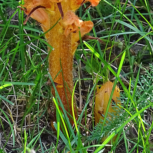 Berberitzen-Würger / Orobanche lucorum