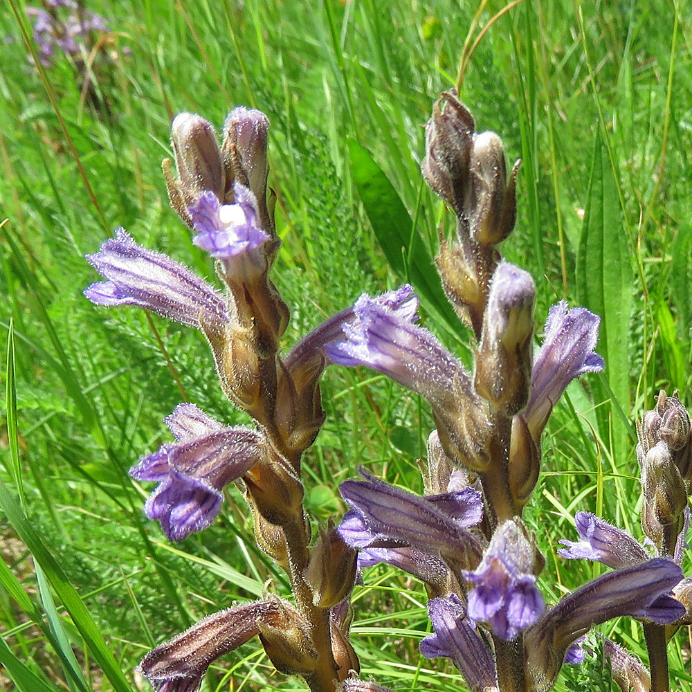 Violetter Würger / Orobanche purpurea