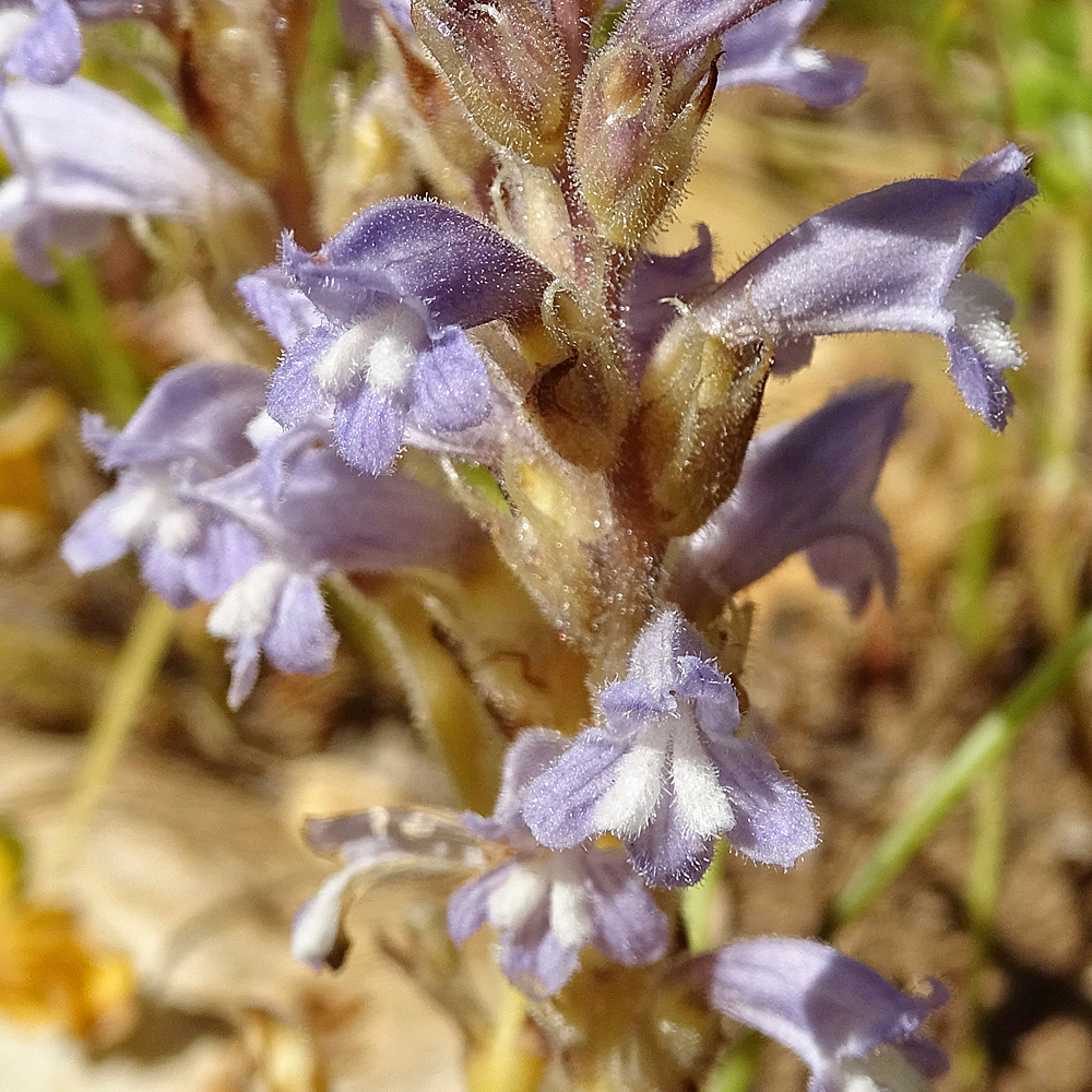 Ästige Sommerwurz / Orobanche ramosa (Foto: ©Christian Kaderli) Ästige Sommerwurz / Orobanche ramosa