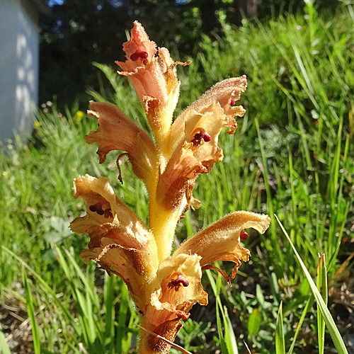 Gamander-Würger / Orobanche teucrii