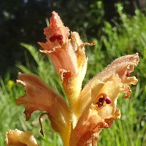 Gamander-Würger / Orobanche teucrii