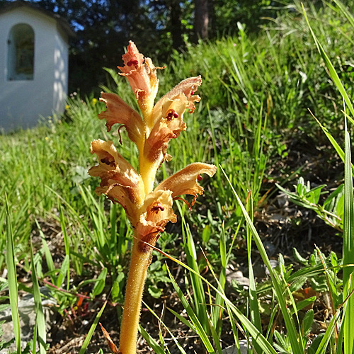 Gamander-Würger / Orobanche teucrii