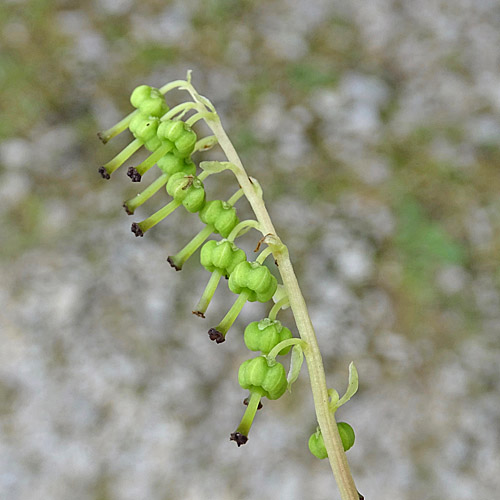 Birngrün / Orthilia secunda