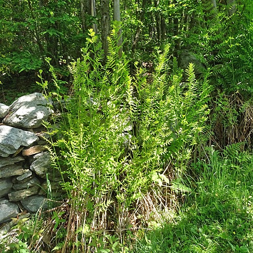 Königsfarn / Osmunda regalis