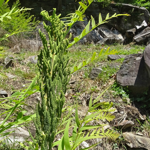 Königsfarn / Osmunda regalis