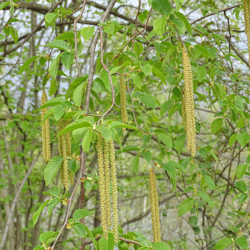 Hopfenbuche / Ostrya carpinifolia