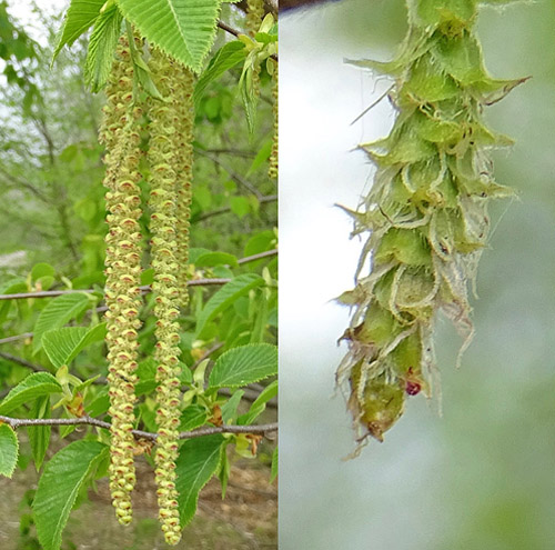 Hopfenbuche / Ostrya carpinifolia