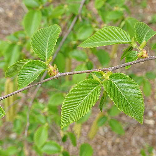 Hopfenbuche / Ostrya carpinifolia