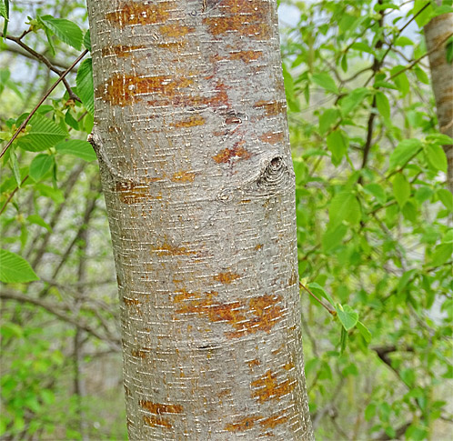 Hopfenbuche / Ostrya carpinifolia