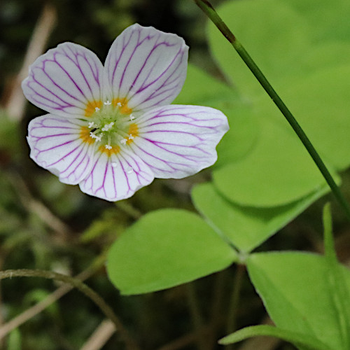 Wald-Sauerklee / Oxalis acetosella