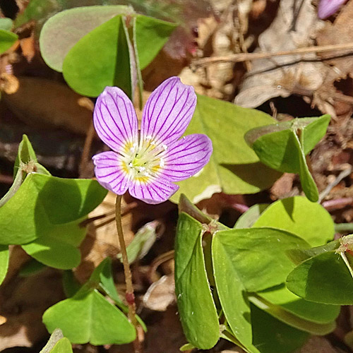 Wald-Sauerklee / Oxalis acetosella