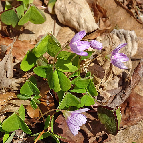 Wald-Sauerklee / Oxalis acetosella