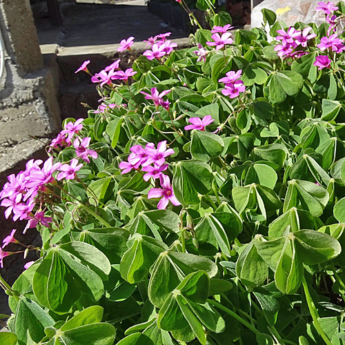 Garten-Sauerklee / Oxalis articulata Savigny