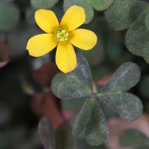 Gehörnter Sauerklee / Oxalis corniculata