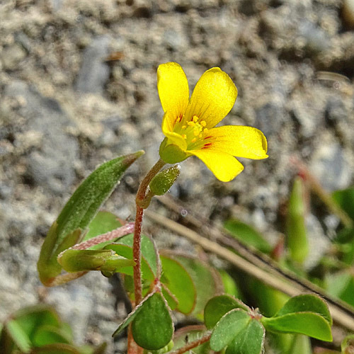 Gehörnter Sauerklee / Oxalis corniculata