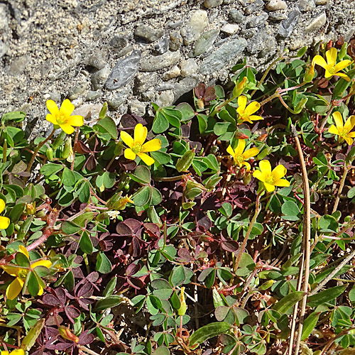 Gehörnter Sauerklee / Oxalis corniculata