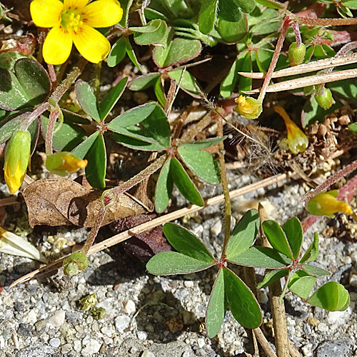 Gehörnter Sauerklee / Oxalis corniculata