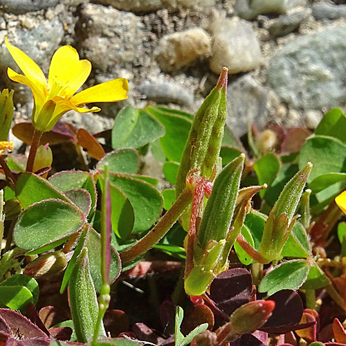 Gehörnter Sauerklee / Oxalis corniculata