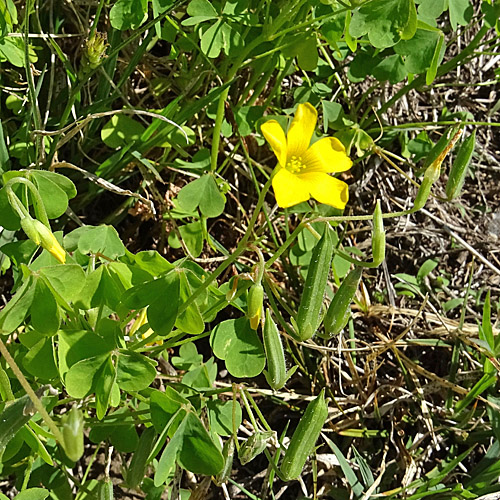 Dillenius' Sauerklee / Oxalis dillenii