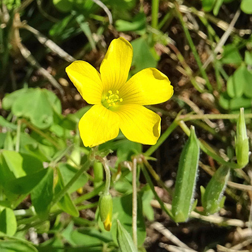 Dillenius' Sauerklee / Oxalis dillenii