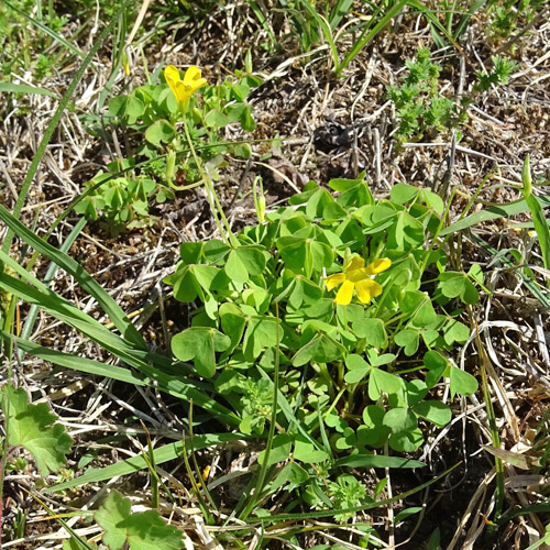 Dillenius' Sauerklee / Oxalis dillenii