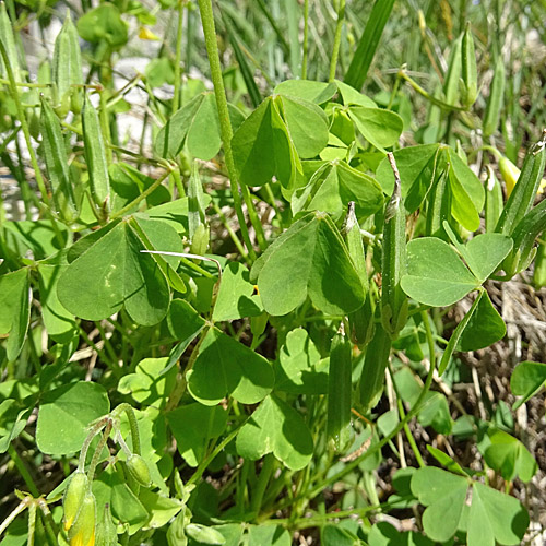 Dillenius' Sauerklee / Oxalis dillenii