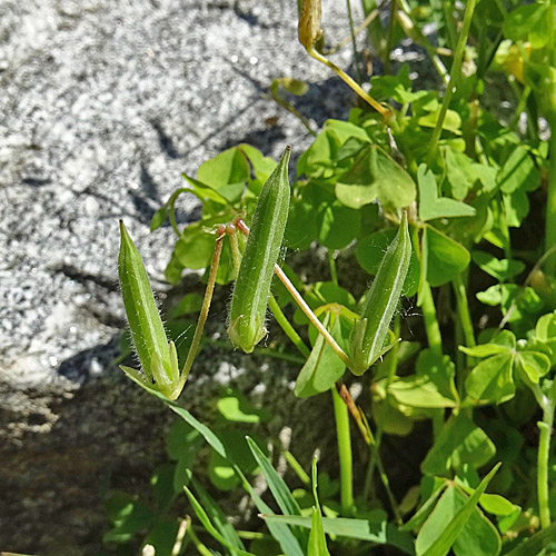 Dillenius' Sauerklee / Oxalis dillenii