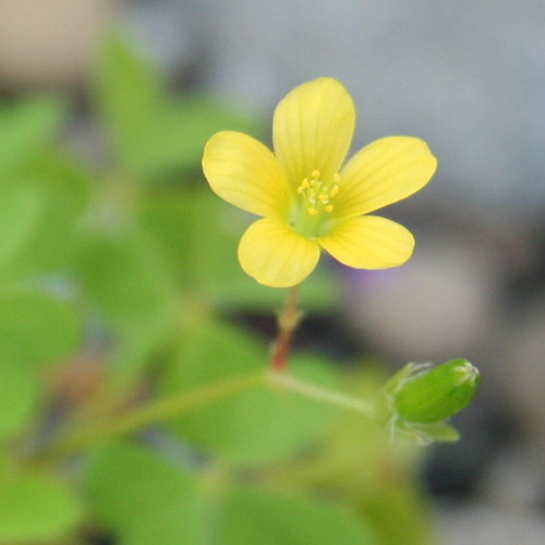 Aufrechter Sauerklee / Oxalis stricta