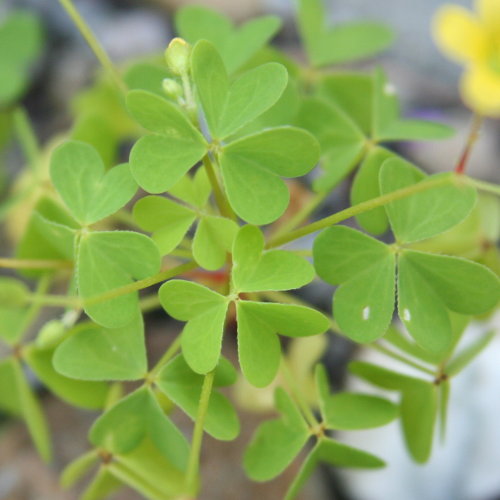 Aufrechter Sauerklee / Oxalis stricta