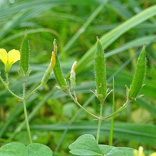 Aufrechter Sauerklee / Oxalis stricta