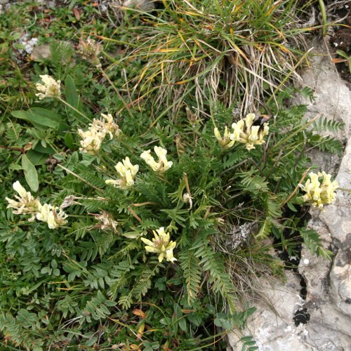 Gewöhnlicher Alpen-Spitzkiel / Oxytropis campestris