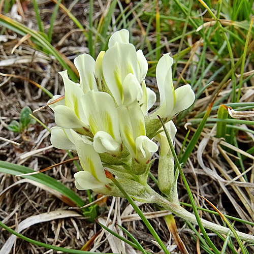 Gewöhnlicher Alpen-Spitzkiel / Oxytropis campestris