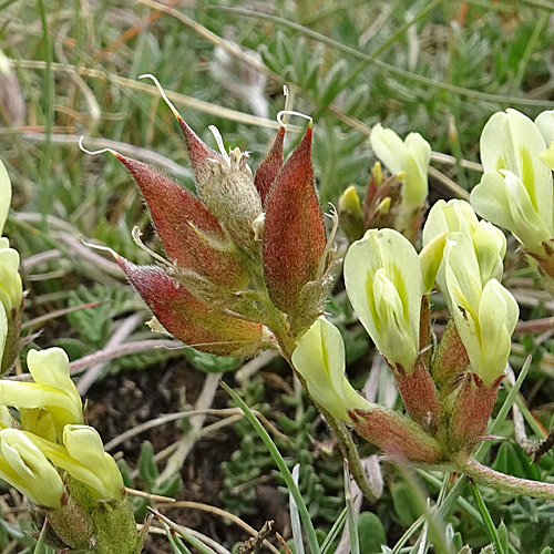 Gewöhnlicher Alpen-Spitzkiel / Oxytropis campestris