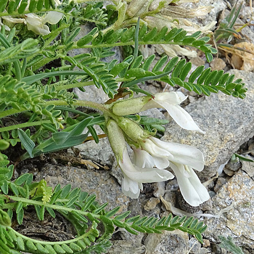 Drüsiger-Spitzkiel / Oxytropis fetida