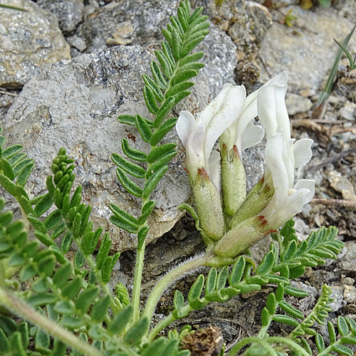 Drüsiger-Spitzkiel / Oxytropis fetida