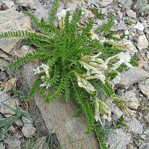 Drüsiger-Spitzkiel / Oxytropis fetida