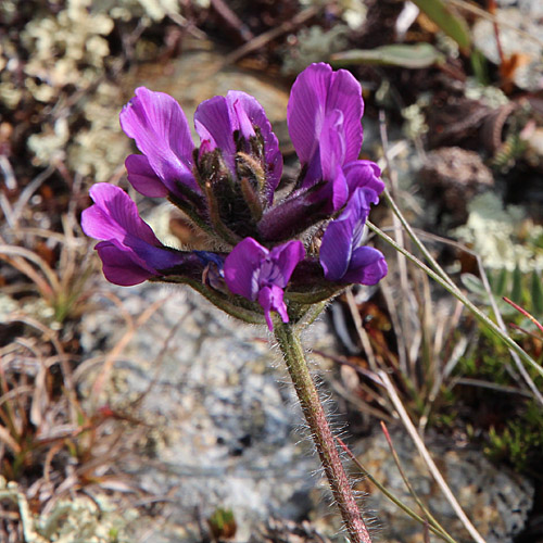 Hallers Spitzkiel / Oxytropis halleri