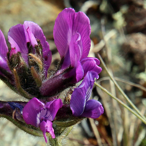 Hallers Spitzkiel / Oxytropis halleri