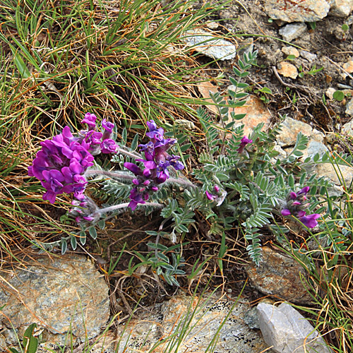 Hallers Spitzkiel / Oxytropis halleri