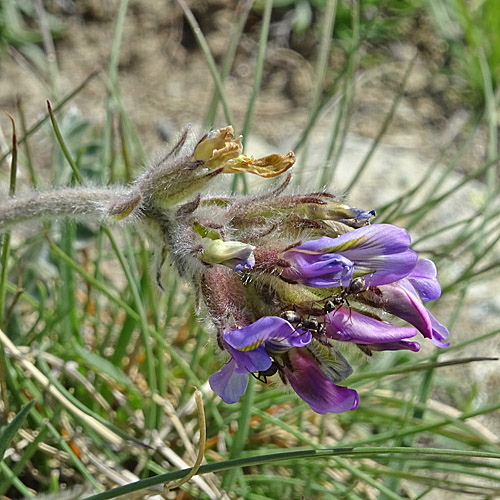 Samtiger Haller-Spitzkiel / Oxytropis halleri subsp. velutina