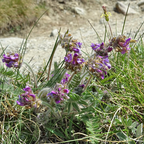 Samtiger Haller-Spitzkiel / Oxytropis halleri subsp. velutina