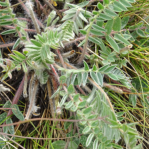Samtiger Haller-Spitzkiel / Oxytropis halleri subsp. velutina