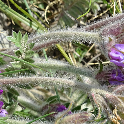 Samtiger Haller-Spitzkiel / Oxytropis halleri subsp. velutina