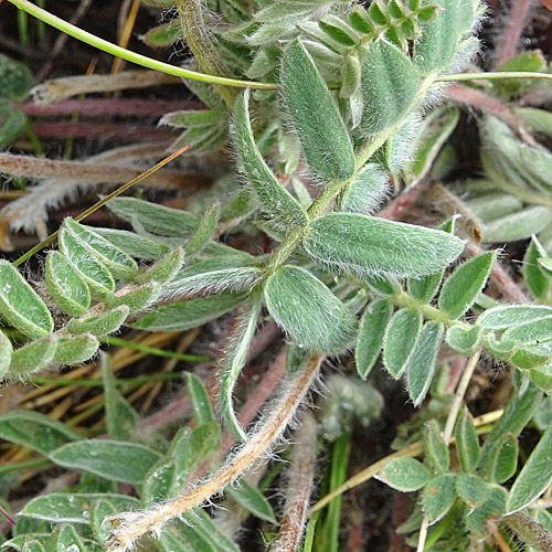 Samtiger Haller-Spitzkiel / Oxytropis halleri subsp. velutina