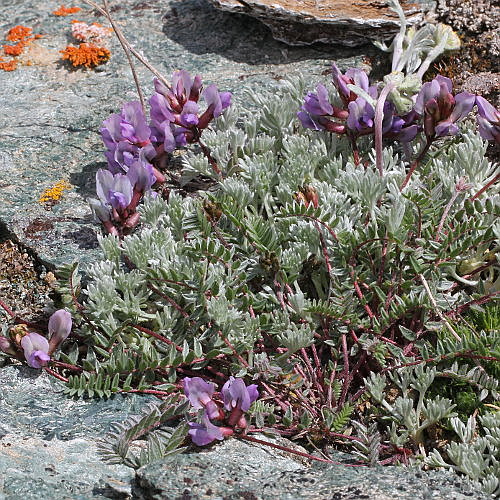 Schweizer Spitzkiel / Oxytropis helvetica