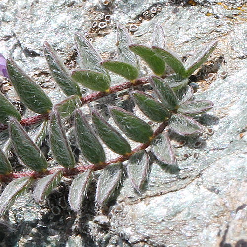 Schweizer Spitzkiel / Oxytropis helvetica