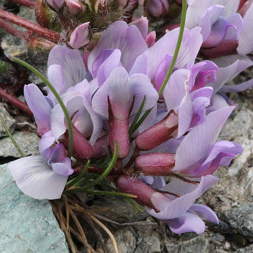 Schweizer Spitzkiel / Oxytropis helvetica