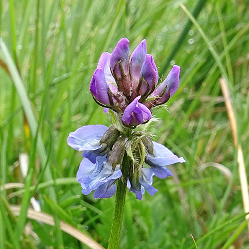 Lappländer Spitzkiel / Oxytropis lapponica